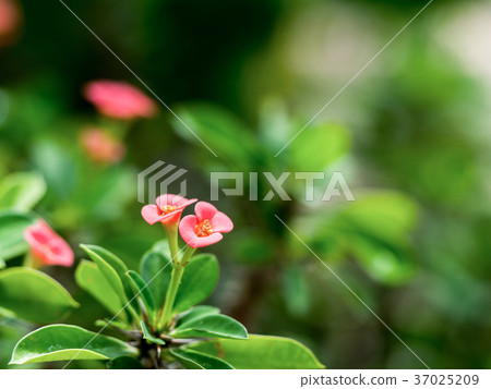 Closeup Pink flowers (Poi Sian flowers) blooming 37025209