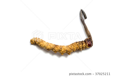 close up mushroom cordyceps this is a herbs. close up mushroom cordyceps this is a herbs. 37025211