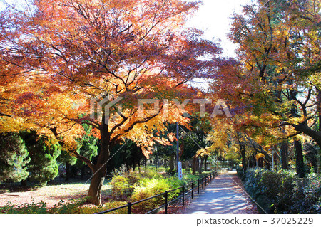 Kinutakoen秋葉 Kinutakoen秋葉 37025229