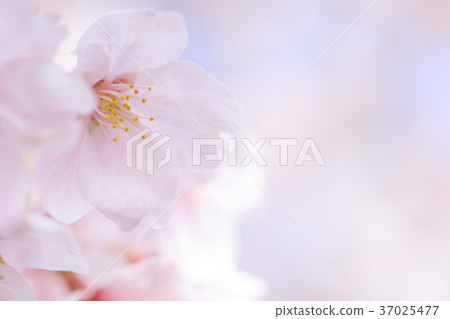 櫻花圖像_ Somey Yoshino 37025477