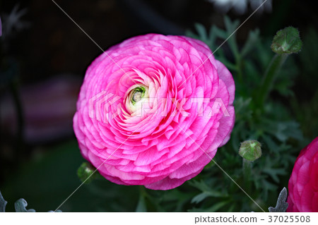 Ranunculus Ranunculus 37025508