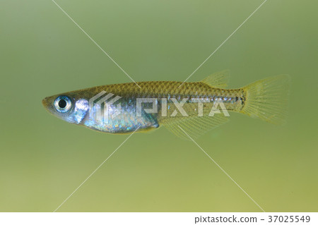 Kitanomedaka 37025549