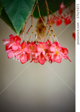 Trees Begonia 37025871