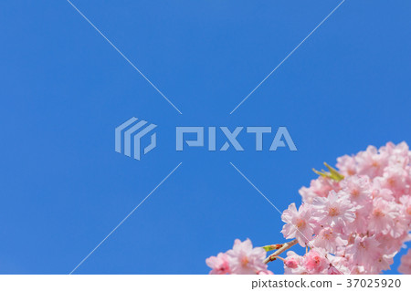 櫻花圖像 37025920