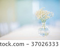 baby's breath 37026333