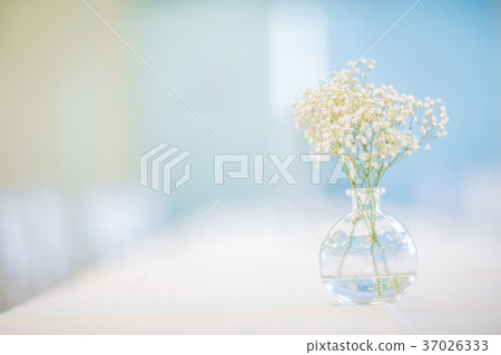 baby's breath 37026333
