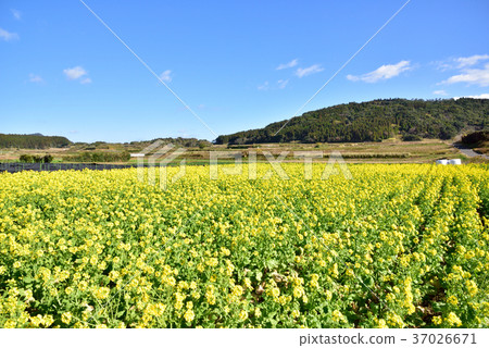 Kamontake mountain range scenery Nanoha field Spring image Ibusuki City, Kagoshima Prefecture 37026671