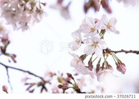 Cherry Blossoms Cherry Blossoms 37026711