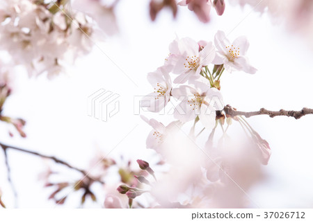 Cherry Blossoms Cherry Blossoms 37026712