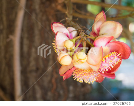 Sal flowers, Cannonball Tree.. 37026765