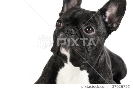 animal dog French bulldog animal dog French bulldog 37026795