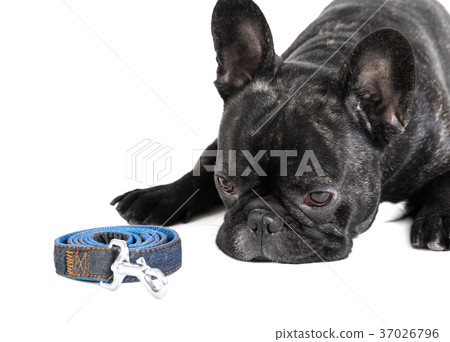 French bulldog with leash lying French bulldog with leash lying 37026796
