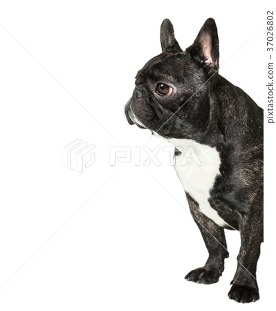 dog French Bulldog dog French Bulldog 37026802