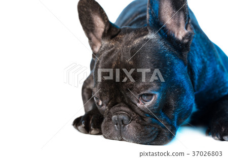 animal dog French bulldog lying animal dog French bulldog lying 37026803
