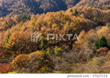 Larch forest in autumn 37027119