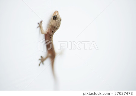 壁虎 house lizard 37027478