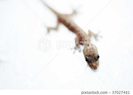 壁虎 house lizard 37027481