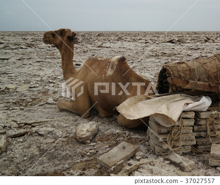 Transportation of salt slabs Afar Ethiopia Transportation of salt slabs Afar Ethiopia 37027557