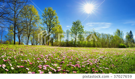 Wood with spring flowers 37027659