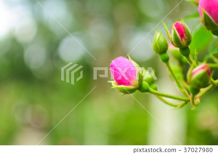 Taiwan, Shilin Office, Gion, Yuhua 37027980