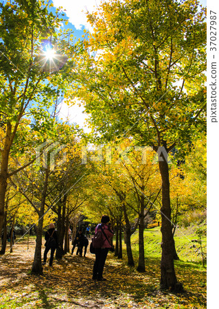 台灣，福庫山，銀杏林，陽光 37027987