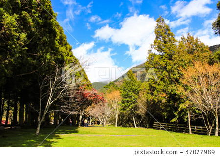 台灣,福庫山,銀杏林,陽光 台灣,福庫山,銀杏林,陽光 37027989