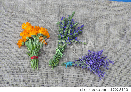 medical herbs marigold, lavender and hyssop bunch medical herbs marigold, lavender and hyssop bunch 37028190