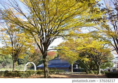 Yoyogi park 37028217