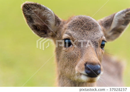 一隻鹿 一隻鹿 37028237