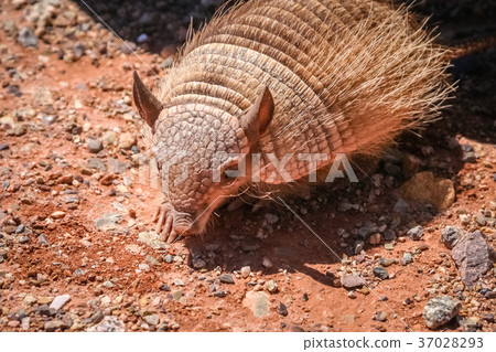 Small hairy armadillo 37028293