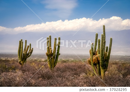 Three cactuses in pampa Three cactuses in pampa 37028295