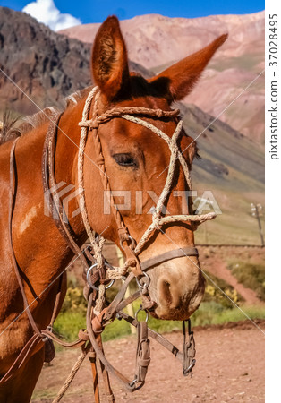 Horse in Andes Horse in Andes 37028495