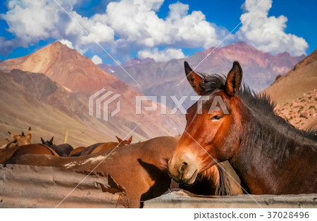 Brown horse in the Andes Brown horse in the Andes 37028496