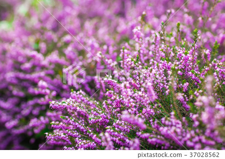 Purple Loosestrife flowers Purple Loosestrife flowers 37028562