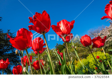 Red tulips in the garden 37028564
