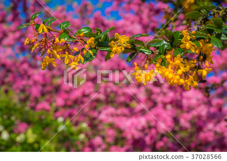 Colors of spring Colors of spring 37028566