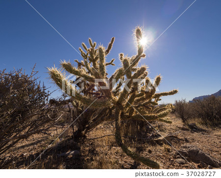 Cactus growing in the desert near Las Vegas, Nevada, USA Cactus growing in the desert near Las Vegas, Nevada, USA 37028727