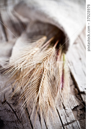 wheat ears wheat ears 37028976