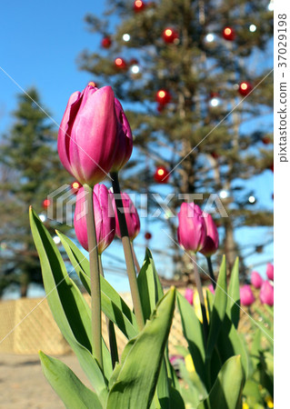 位於千葉縣船橋市的活動廣場(12月)的船橋安徒生公園,冰鬱金香和聖誕樹 位於千葉縣船橋市的活動廣場(12月)的船橋安徒生公園,冰鬱金香和聖誕樹 37029198