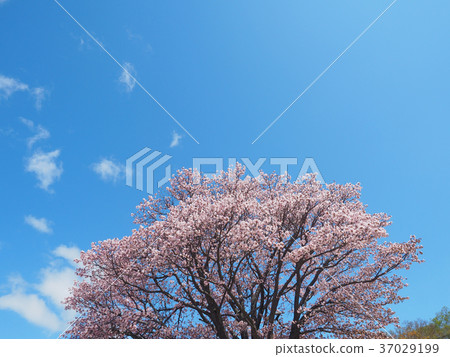 Yamazakura Otaru Tenguzan 37029199