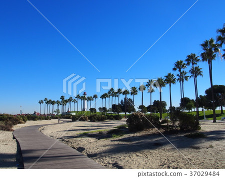 A lighthouse that overlooks the palm trees of Long Beach 37029484