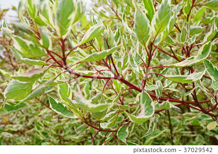 Ginfumizuki with a beautiful red stem Ginfumizuki with a beautiful red stem 37029542