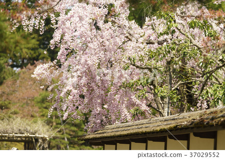 歷史悠久的Wakamatsu城堡,敦賀城堡公園的茶室,盛開的櫻花,茶道室 歷史悠久的Wakamatsu城堡,敦賀城堡公園的茶室,盛開的櫻花,茶道室 37029552