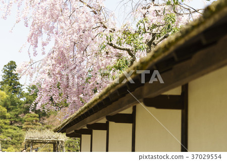 歷史悠久的Wakamatsu城堡,敦賀城堡公園的茶室,盛開的櫻花,茶道室 歷史悠久的Wakamatsu城堡,敦賀城堡公園的茶室,盛開的櫻花,茶道室 37029554