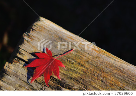 Autumnal maple leaves 37029600