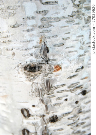 Heart clause of birch 37029626