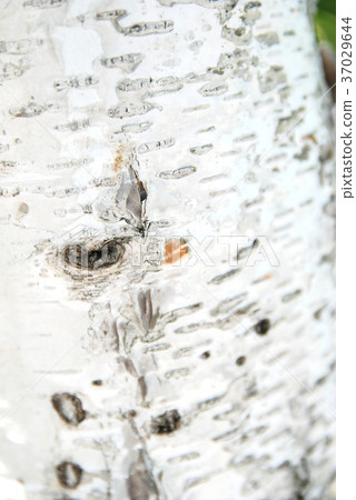 Heart clause of birch 37029644