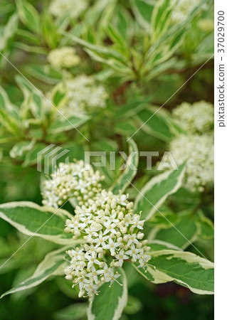 Pretty ginfumizuki flower 37029700