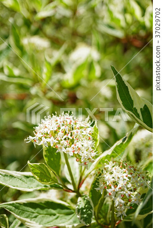 Pretty ginfumizuki flower Pretty ginfumizuki flower 37029702