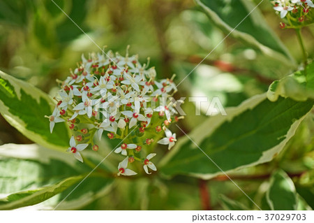 相當ginfumizuki花 相當ginfumizuki花 37029703